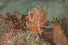 Phyllodesmium serratum