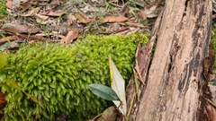 Pyrrhobryum spiniforme