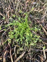 Isolepis levynsiana