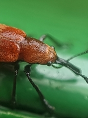 Pseudomesauletes