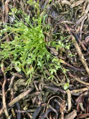Isolepis levynsiana