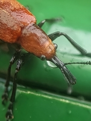 Pseudomesauletes