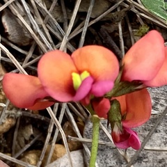 Kennedia coccinea