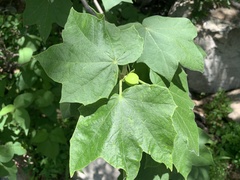 Jatropha malacophylla
