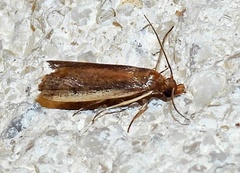 Tampa dimediatella