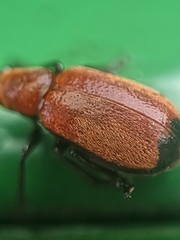 Pseudomesauletes
