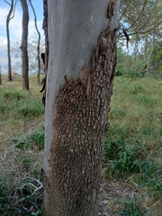 Corymbia tessellaris