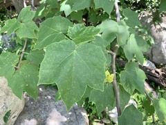 Jatropha malacophylla