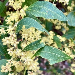Acacia urophylla