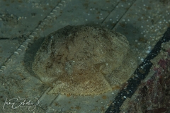 Pleurobranchaea maculata