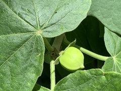 Jatropha malacophylla