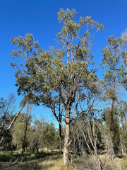 Eucalyptus microcarpa