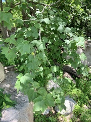 Jatropha malacophylla