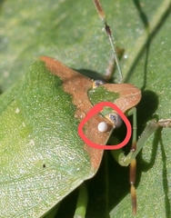 Trichopoda pictipennis