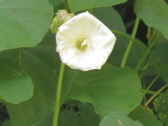 Ipomoea santillanii