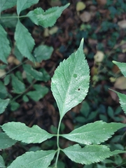 Sambucus nigra
