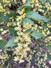Acacia urophylla
