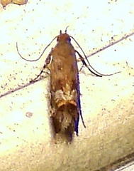 Anacampsis
