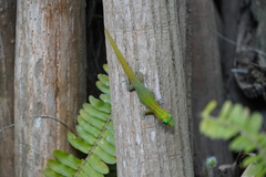 Phelsuma laticauda