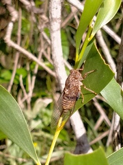 Birrima varians