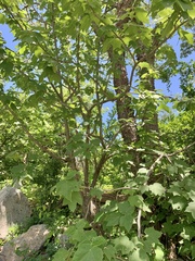 Jatropha malacophylla