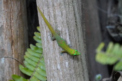 Phelsuma laticauda