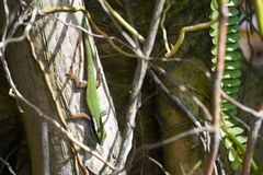 Phelsuma inexpectata
