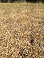 Trifolium cyathiferum