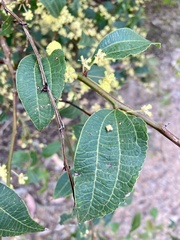 Acacia urophylla