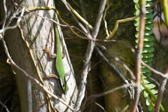 Phelsuma inexpectata