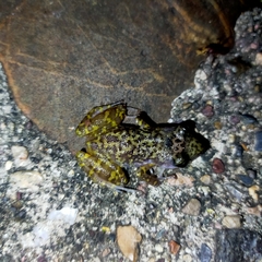 Eleutherodactylus interorbitalis