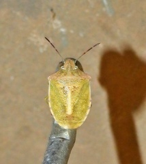 Thyanta custator accerra