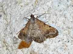 Frederickia nigricomma