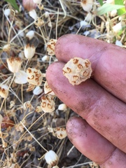 Trifolium cyathiferum