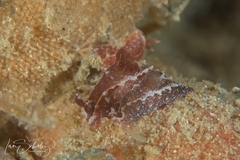 Polycera parvula