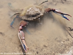 Callinectes arcuatus