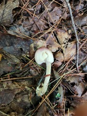 Agaricus friesianus