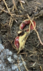 Arthurdendyus testaceus