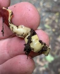 Arthurdendyus testaceus