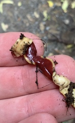 Arthurdendyus testaceus