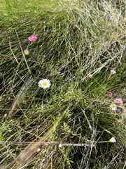 Erigeron karvinskianus