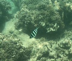 Abudefduf sexfasciatus