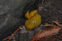 Ariolimax dolichophallus