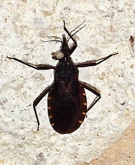 Triatoma gerstaeckeri