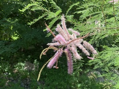 Mimosa distachya