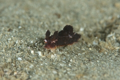 Polycera