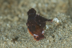 Polycera