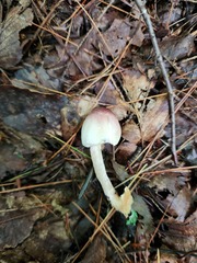 Agaricus friesianus