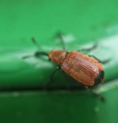 Pseudomesauletes