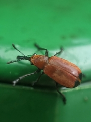 Pseudomesauletes